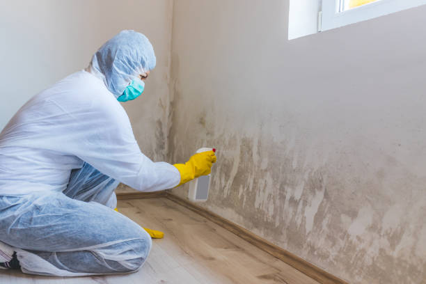 Licensed Attic Mold Removal service in Central Lake, MI - WQB Mold Removal