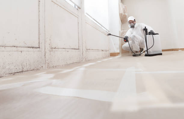 24/7 Emergency Attic Mold Removal experts in Central Lake, MI
