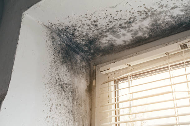 Affordable Attic Mold Removal solutions in Central Lake, MI