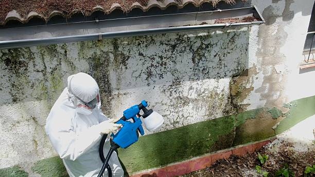 Top rated local Attic Mold Removal specialists in Central Lake, MI